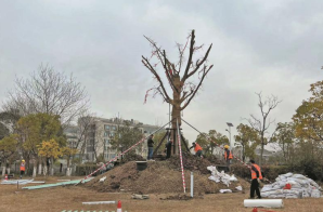 百年银杏移栽焕新，生长广溪湿地公园迎首棵古树名木