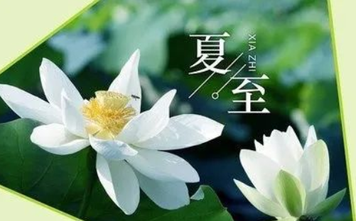 夏至已至 蝉鸣声响